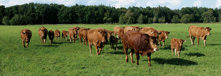 Zoogkoeien ras Limousin
